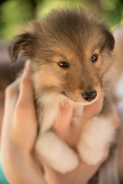 Sheltie-Welpe, Deutschland 2015.